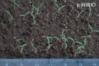 http://mpdb.nibiohn.go.jp/CONTENTS_ROOT/PLANT_PHOTO_DATA/PHOTO_FILE/thumbnail/1023.jpg