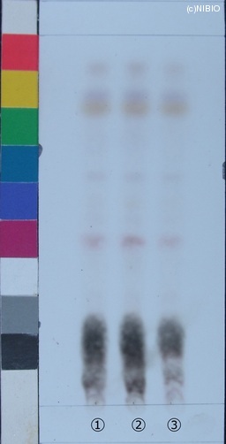 http://mpdb.nibiohn.go.jp/CONTENTS_ROOT/JP_IDENTIFICATION_PHOTO_DATA/JP_IDENTIFICATION_PHOTO_FILE/thumbnail/238.jpg
