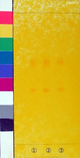 http://mpdb.nibiohn.go.jp/CONTENTS_ROOT/JP_IDENTIFICATION_PHOTO_DATA/JP_IDENTIFICATION_PHOTO_FILE/thumbnail/130.jpg