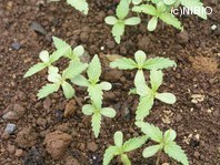 http://mpdb.nibiohn.go.jp/CONTENTS_ROOT/PLANT_PHOTO_DATA/PHOTO_FILE/thumbnail/852.jpg
