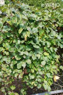 http://mpdb.nibiohn.go.jp/CONTENTS_ROOT/PLANT_PHOTO_DATA/PHOTO_FILE/thumbnail/770.jpg