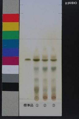 http://mpdb.nibiohn.go.jp/CONTENTS_ROOT/JP_IDENTIFICATION_PHOTO_DATA/JP_IDENTIFICATION_PHOTO_FILE/thumbnail/447.JPG