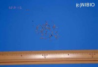 http://mpdb.nibiohn.go.jp/CONTENTS_ROOT/PLANT_PHOTO_DATA/PHOTO_FILE/thumbnail/310.jpg