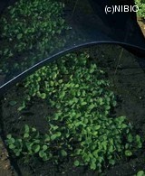 http://mpdb.nibiohn.go.jp/CONTENTS_ROOT/PLANT_PHOTO_DATA/PHOTO_FILE/thumbnail/354.jpg