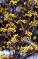 http://mpdb.nibiohn.go.jp/CONTENTS_ROOT/PLANT_PHOTO_DATA/PHOTO_FILE/thumbnail/390.jpg