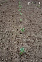 http://mpdb.nibiohn.go.jp/CONTENTS_ROOT/PLANT_PHOTO_DATA/PHOTO_FILE/thumbnail/556.jpg