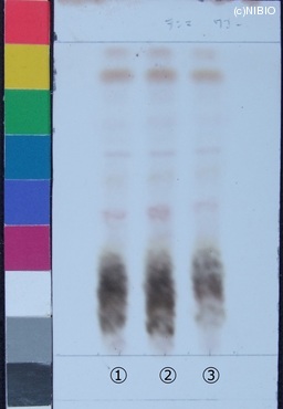 http://mpdb.nibiohn.go.jp/CONTENTS_ROOT/JP_IDENTIFICATION_PHOTO_DATA/JP_IDENTIFICATION_PHOTO_FILE/thumbnail/239.jpg