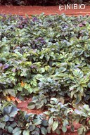 http://mpdb.nibiohn.go.jp/CONTENTS_ROOT/PLANT_PHOTO_DATA/PHOTO_FILE/thumbnail/1286.jpg