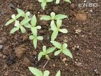 http://mpdb.nibiohn.go.jp/CONTENTS_ROOT/PLANT_PHOTO_DATA/PHOTO_FILE/thumbnail/853.jpg
