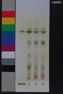 http://mpdb.nibiohn.go.jp/CONTENTS_ROOT/JP_IDENTIFICATION_PHOTO_DATA/JP_IDENTIFICATION_PHOTO_FILE/thumbnail/448.JPG