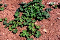 http://mpdb.nibiohn.go.jp/CONTENTS_ROOT/PLANT_PHOTO_DATA/PHOTO_FILE/thumbnail/265.jpg