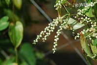 http://mpdb.nibiohn.go.jp/CONTENTS_ROOT/PLANT_PHOTO_DATA/PHOTO_FILE/thumbnail/405.jpg
