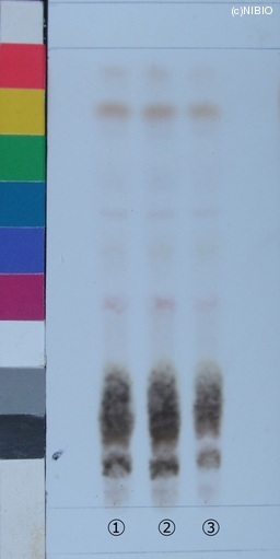 http://mpdb.nibiohn.go.jp/CONTENTS_ROOT/JP_IDENTIFICATION_PHOTO_DATA/JP_IDENTIFICATION_PHOTO_FILE/thumbnail/240.jpg