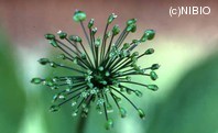 http://mpdb.nibiohn.go.jp/CONTENTS_ROOT/PLANT_PHOTO_DATA/PHOTO_FILE/thumbnail/657.jpg