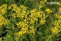 http://mpdb.nibiohn.go.jp/CONTENTS_ROOT/PLANT_PHOTO_DATA/PHOTO_FILE/thumbnail/1287.jpg