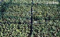http://mpdb.nibiohn.go.jp/CONTENTS_ROOT/PLANT_PHOTO_DATA/PHOTO_FILE/thumbnail/182.jpg