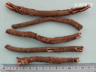 http://mpdb.nibiohn.go.jp/CONTENTS_ROOT/PLANT_PHOTO_DATA/PHOTO_FILE/thumbnail/745.jpg