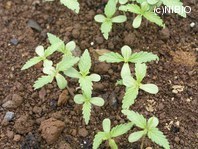 http://mpdb.nibiohn.go.jp/CONTENTS_ROOT/PLANT_PHOTO_DATA/PHOTO_FILE/thumbnail/854.jpg