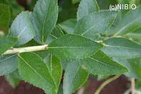 http://mpdb.nibiohn.go.jp/CONTENTS_ROOT/PLANT_PHOTO_DATA/PHOTO_FILE/thumbnail/210.jpg