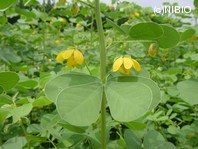 http://mpdb.nibiohn.go.jp/CONTENTS_ROOT/PLANT_PHOTO_DATA/PHOTO_FILE/thumbnail/247.jpg