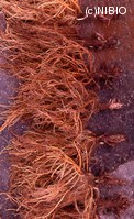 http://mpdb.nibiohn.go.jp/CONTENTS_ROOT/PLANT_PHOTO_DATA/PHOTO_FILE/thumbnail/1288.jpg