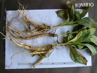 http://mpdb.nibiohn.go.jp/CONTENTS_ROOT/PLANT_PHOTO_DATA/PHOTO_FILE/thumbnail/258.jpg