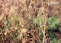 http://mpdb.nibiohn.go.jp/CONTENTS_ROOT/PLANT_PHOTO_DATA/PHOTO_FILE/thumbnail/631.jpg