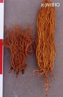 http://mpdb.nibiohn.go.jp/CONTENTS_ROOT/PLANT_PHOTO_DATA/PHOTO_FILE/thumbnail/1289.jpg