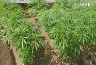 http://mpdb.nibiohn.go.jp/CONTENTS_ROOT/PLANT_PHOTO_DATA/PHOTO_FILE/thumbnail/857.jpg