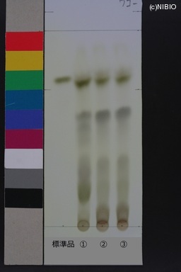 http://mpdb.nibiohn.go.jp/CONTENTS_ROOT/JP_IDENTIFICATION_PHOTO_DATA/JP_IDENTIFICATION_PHOTO_FILE/thumbnail/450.JPG