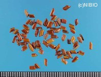 http://mpdb.nibiohn.go.jp/CONTENTS_ROOT/PLANT_PHOTO_DATA/PHOTO_FILE/thumbnail/249.jpg