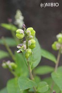 http://mpdb.nibiohn.go.jp/CONTENTS_ROOT/PLANT_PHOTO_DATA/PHOTO_FILE/thumbnail/537.jpg