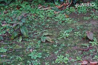 http://mpdb.nibiohn.go.jp/CONTENTS_ROOT/PLANT_PHOTO_DATA/PHOTO_FILE/thumbnail/826.jpg