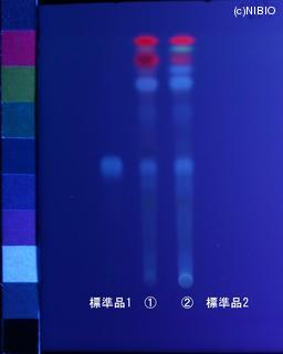 http://mpdb.nibiohn.go.jp/CONTENTS_ROOT/JP_IDENTIFICATION_PHOTO_DATA/JP_IDENTIFICATION_PHOTO_FILE/thumbnail/1181.jpg