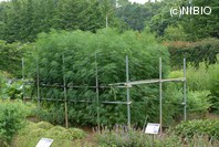 http://mpdb.nibiohn.go.jp/CONTENTS_ROOT/PLANT_PHOTO_DATA/PHOTO_FILE/thumbnail/858.jpg