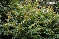 http://mpdb.nibiohn.go.jp/CONTENTS_ROOT/PLANT_PHOTO_DATA/PHOTO_FILE/thumbnail/827.jpg