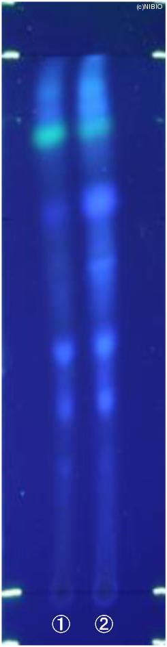 http://mpdb.nibiohn.go.jp/CONTENTS_ROOT/JP_IDENTIFICATION_PHOTO_DATA/JP_IDENTIFICATION_PHOTO_FILE/thumbnail/602.jpg