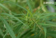 http://mpdb.nibiohn.go.jp/CONTENTS_ROOT/PLANT_PHOTO_DATA/PHOTO_FILE/thumbnail/859.jpg