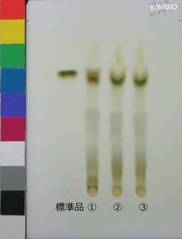 http://mpdb.nibiohn.go.jp/CONTENTS_ROOT/JP_IDENTIFICATION_PHOTO_DATA/JP_IDENTIFICATION_PHOTO_FILE/thumbnail/453.jpg
