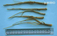 http://mpdb.nibiohn.go.jp/CONTENTS_ROOT/PLANT_PHOTO_DATA/PHOTO_FILE/thumbnail/349.jpg