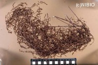 http://mpdb.nibiohn.go.jp/CONTENTS_ROOT/PLANT_PHOTO_DATA/PHOTO_FILE/thumbnail/1269.jpg