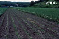 http://mpdb.nibiohn.go.jp/CONTENTS_ROOT/PLANT_PHOTO_DATA/PHOTO_FILE/thumbnail/681.jpg
