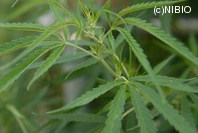 http://mpdb.nibiohn.go.jp/CONTENTS_ROOT/PLANT_PHOTO_DATA/PHOTO_FILE/thumbnail/860.jpg