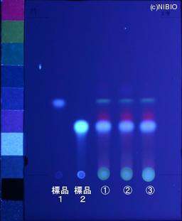 http://mpdb.nibiohn.go.jp/CONTENTS_ROOT/JP_IDENTIFICATION_PHOTO_DATA/JP_IDENTIFICATION_PHOTO_FILE/thumbnail/1234.jpg