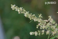 http://mpdb.nibiohn.go.jp/CONTENTS_ROOT/PLANT_PHOTO_DATA/PHOTO_FILE/thumbnail/861.jpg