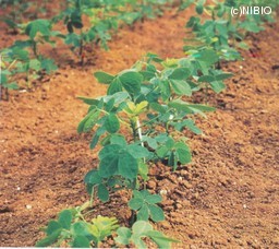 http://mpdb.nibiohn.go.jp/CONTENTS_ROOT/CULTIVATION_PHOTO_DATA/PHOTO_FILE/thumbnail/60.jpg