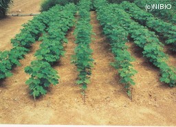 http://mpdb.nibiohn.go.jp/CONTENTS_ROOT/CULTIVATION_PHOTO_DATA/PHOTO_FILE/thumbnail/61.jpg