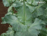 http://mpdb.nibiohn.go.jp/CONTENTS_ROOT/PLANT_PHOTO_DATA/PHOTO_FILE/thumbnail/1032.jpg