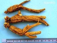 http://mpdb.nibiohn.go.jp/CONTENTS_ROOT/PLANT_PHOTO_DATA/PHOTO_FILE/thumbnail/665.jpg