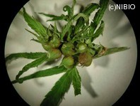 http://mpdb.nibiohn.go.jp/CONTENTS_ROOT/PLANT_PHOTO_DATA/PHOTO_FILE/thumbnail/862.jpg